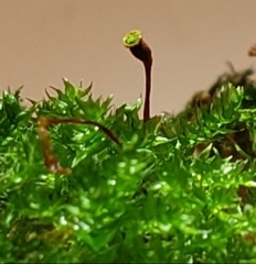 Anacamptodon splachnoides