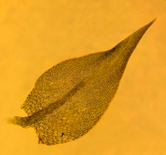 Anacamptodon splachnoides