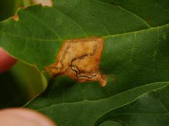 Stigmella aceris