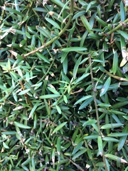 Podocarpus laetus × Podocarpus totara