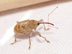 Curculio elephas