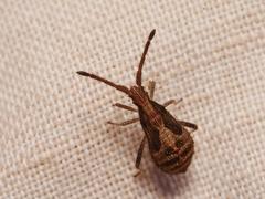 Coriomeris denticulatus