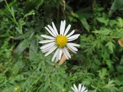Aster pinnatifidus