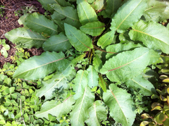 Rumex mexicanus
