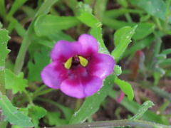 Diascia collina