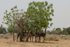 Camelus dromedarius