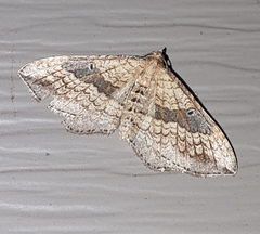 Orthonama evansi
