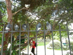 Columba livia domestica