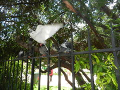 Columba livia domestica