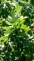 Ficus carica