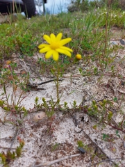 Steirodiscus tagetes