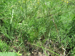 Dontostemon micranthus