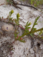 Steirodiscus tagetes