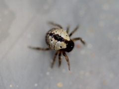 Theridiosomatidae