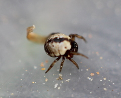 Theridiosomatidae