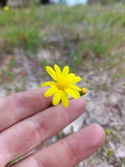 Steirodiscus tagetes