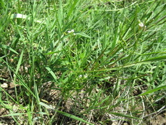 Dontostemon micranthus