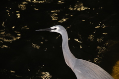 Egretta novaehollandiae