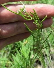 Dontostemon micranthus