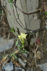 Gentiana itzershanensis
