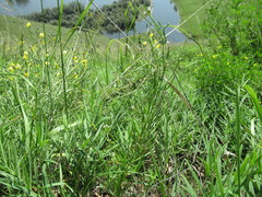 Dontostemon micranthus