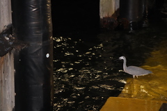 Egretta novaehollandiae