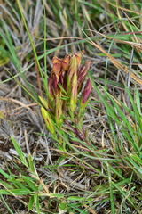 Gentiana itzershanensis
