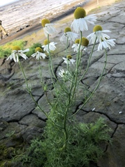Tripleurospermum hookeri