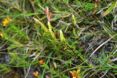 Gentiana itzershanensis