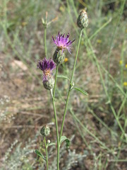 Centaurea scabiosa adpressa