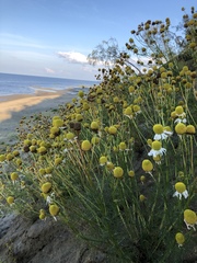Tripleurospermum hookeri