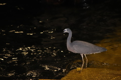 Egretta novaehollandiae