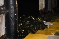 Egretta novaehollandiae