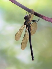 Macromidia rapida