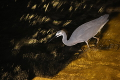 Egretta novaehollandiae