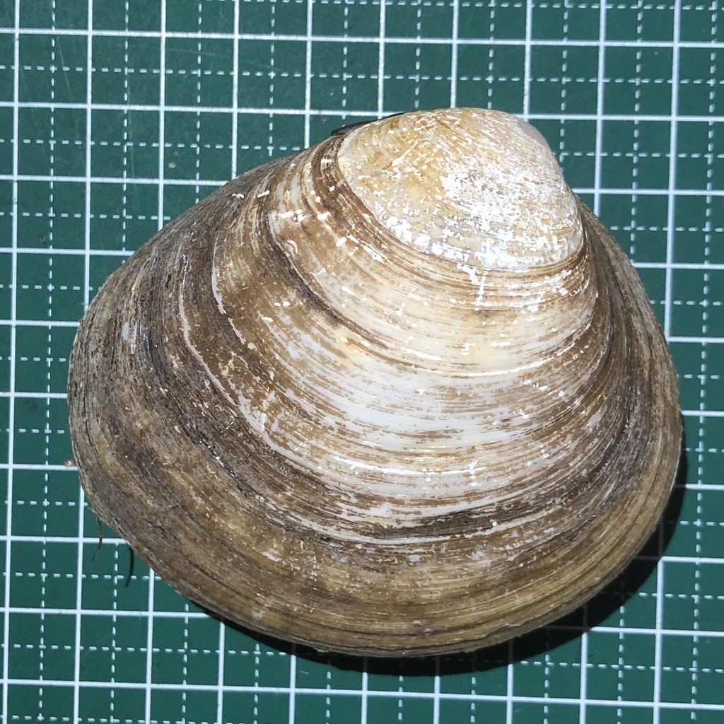 Cyrenoidea