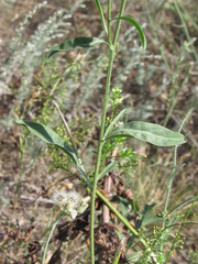 Centaurea scabiosa adpressa