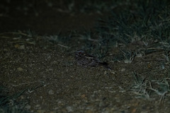 Caprimulgus fraenatus