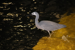 Egretta novaehollandiae