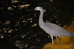 Egretta novaehollandiae