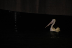 Pelecanus conspicillatus