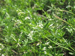 Galium semiamictum