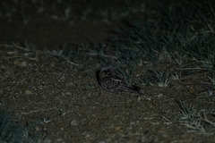 Caprimulgus fraenatus