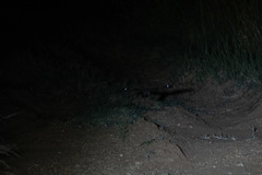 Caprimulgus fraenatus