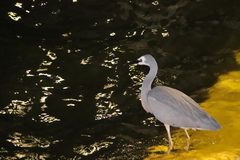 Egretta novaehollandiae