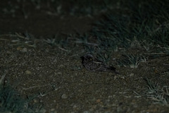 Caprimulgus fraenatus