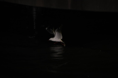 Chroicocephalus novaehollandiae