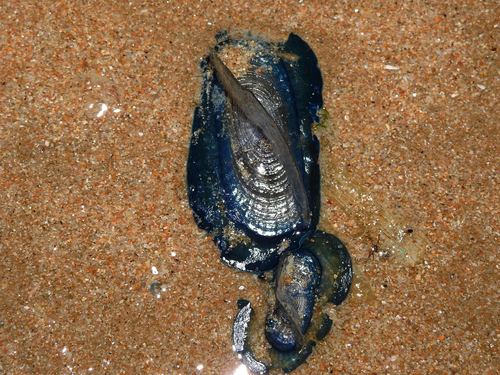 photo of By-the-wind Sailor (Velella velella)