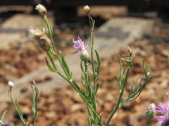 Centaurea borysthenica