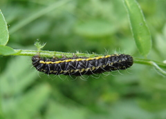 Heterogynis valdeblorensis